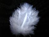 18 jan - feather