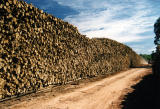 wood stack