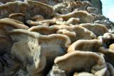 30 mar - fungi waves