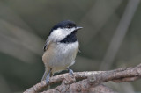 Carolina Chickadee