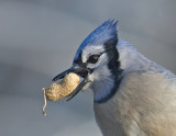 Bluejay Portrait