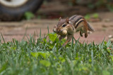 Chipmunk Leaping Into Burrow Entrance