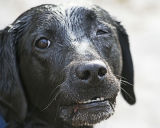 Throw the ball in the creek again!