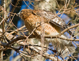 Red-Shouldered Hawk