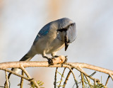 Bluejay Eating a Peanut