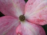 Dogwood blossom ISO 800