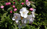 Apple Blossoms - Arboretum