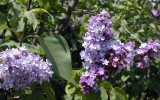 Purple Lilac Blossoms - Arboretum