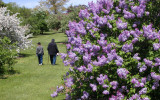 Purple Lilacs - Arboretum