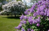 Purple Lilacs and Crabapple - Arboretum
