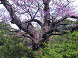 Blossoming Tree - Arboretum