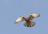 Torenvalk - Common Kestrel