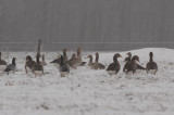 Grauwe gans en Brandgans  - Greylag Goose and  Barnacle Goose