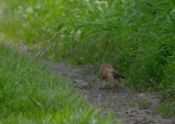 CRW_0460 - vos.jpg