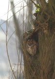 Bosuil - Tawny Owl