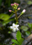 Waterdrieblad  - Menyanthes trifoliata