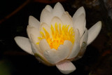 Nymphaea marliacea ‘Albida’