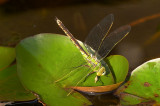 Grote Keizerslibel - Anax imperator