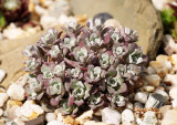 Sedum sp.