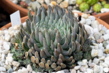 Orostachys spinosus