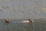 Zeehond - Common Seal