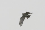 Slangenarend - Short-toed Eagle