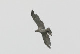 Slangenarend - Short-toed Eagle