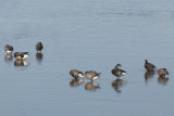 Rotgans - Brent Goose