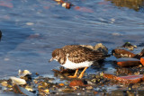 Steenloper - Turnstone