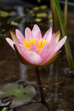 Nymphaea Pygmaea Rubra