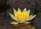Waterlelies - Water Lilies - Nymphaea