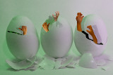 Hatching time