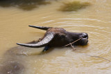 Water buffalo