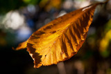 Leaf in decline