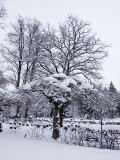 Snow on the cemetery