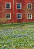 May 6: Blue Scilla & Red house