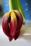 Whiltering tulip