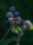 Lady bug