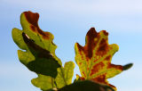 August 8: Tanned oak leaves