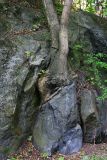 Tree on stone