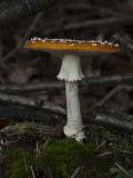 Amanita muscaria - Vliegenzwam - Fly aqaric