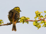 Emberiza citrinella - Yellowhammer - Geelgors