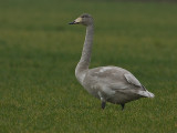 Cygnus cygnus - Wilde Zwaan - Whooper Swan