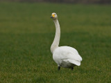 Cygnus cygnus - Wilde Zwaan - Whooper Swan