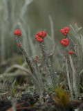 Cladonia floerkeana - Rode Heidelucifer