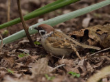 Passer montanus - Ringmus - Tree-Sparrow