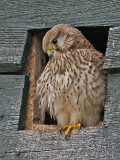 Falco tinnunculus - Torenvalk - Kestrel
