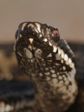 Vipera berus - Adder - Common Viper