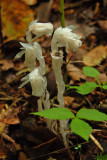 Indian pipe (Monotropa uniflora)