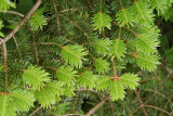 New Growth on Balsam Fir, Mount Mitchell State Park, NC